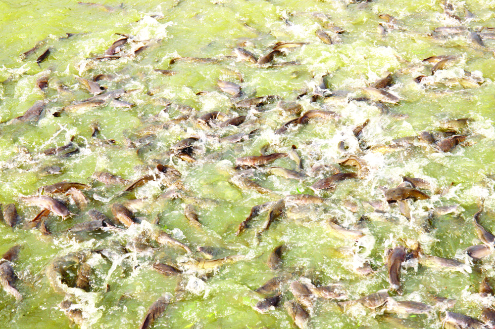 Production de poisson : les conditions de l’autosuffisance