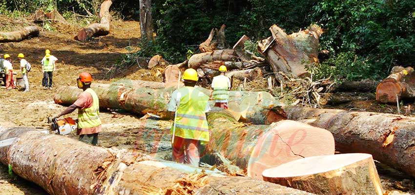 Exploitation forestière : le secteur se remobilise