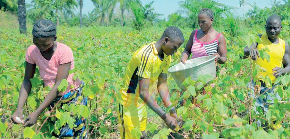 Agriculture : l’Afrique trace son sillon à Kampala