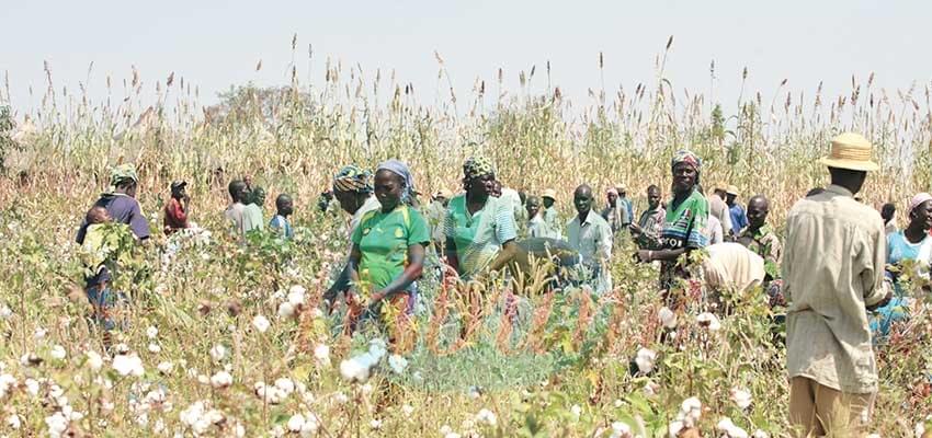 Cotton Development : Gov’t Secures FCFA 21 Billion Loan