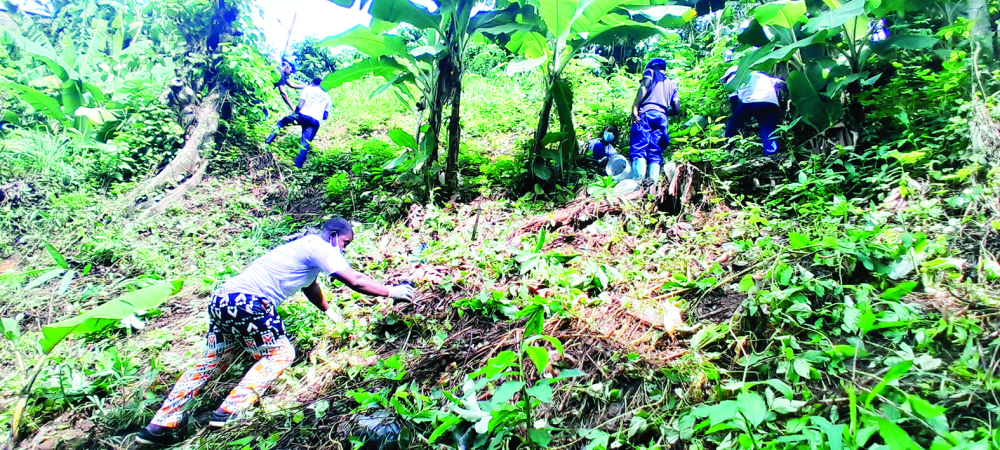 Planting des bambous de Chine à Ndogpassi I.