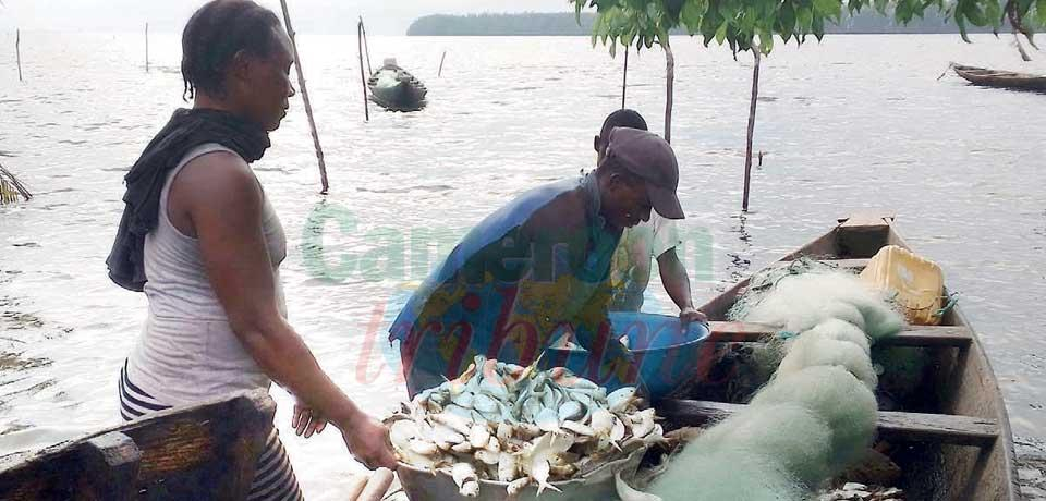 Utilisation de la gamaline : la détresse des pêcheurs de Manoka