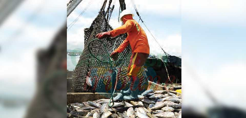 Pêche contrôlée et règlementée : 39 licences délivrées en 2024