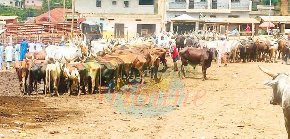 Marché à bétail de Yaoundé : un voisinage à problème