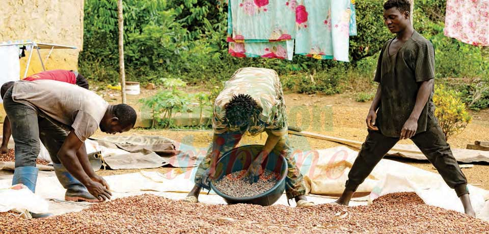 Monde rural :  la magie du cacao