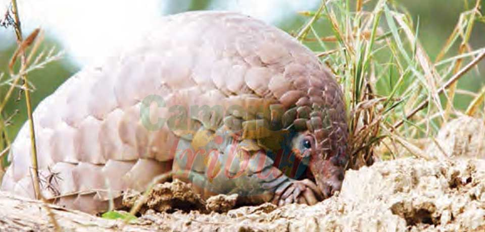 Protection de la faune et de la flore : la Douane en rangs serrés