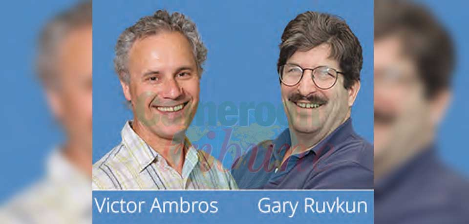 Victor Ambros and Gary Ruvkun were awarded for their discovery of microRNA and its role in post-transcriptional gene regulation on October 7, 2024.