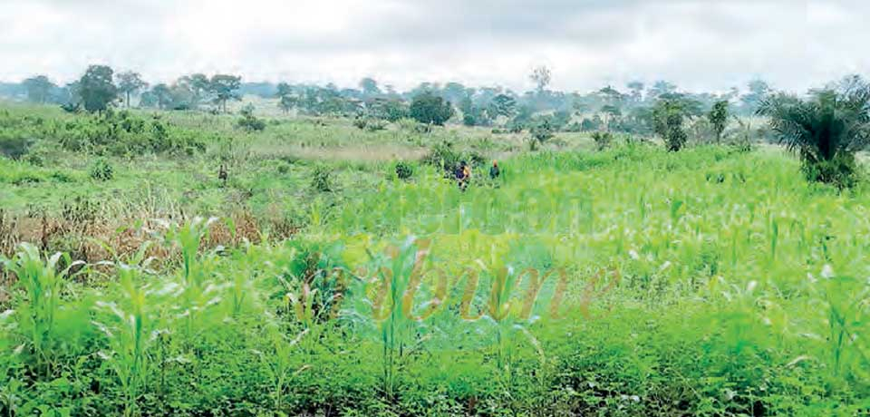 Biodiversité et développement : vers des pratiques productives écolos