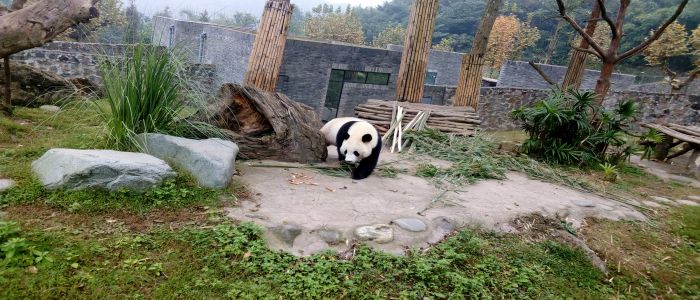 Wildlife Conservation: Where ‘Pandas’ Fetch Fortunes!