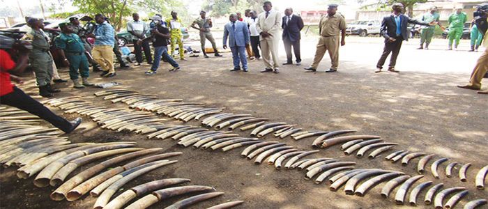 Bertoua: 144 pointes d’ivoire saisies